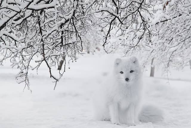 An arctic fox sitting beneath a bare tree in a frozen snowy landscape